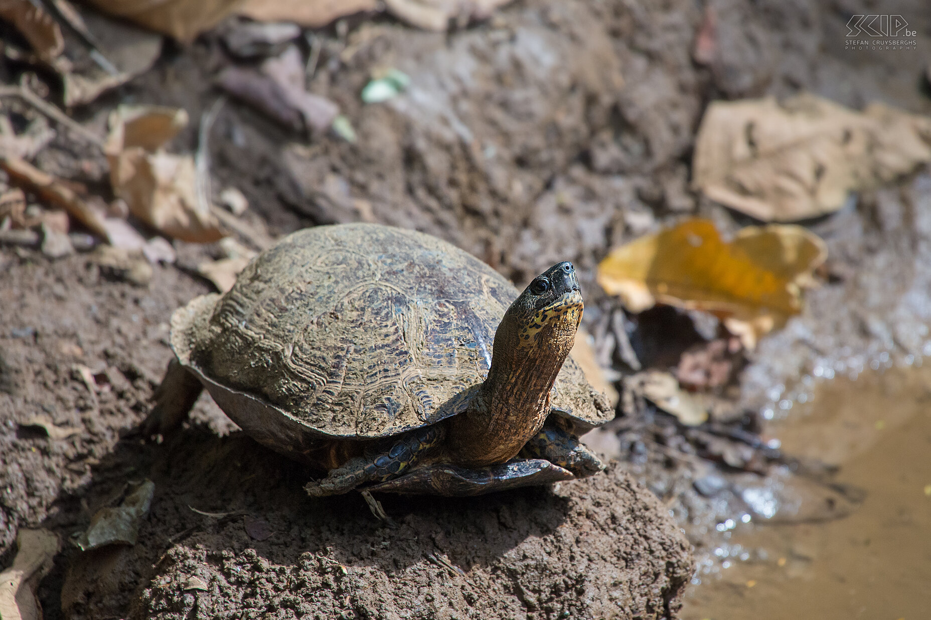 Selva Verde - Black river turtle Black river turtle (rhinoclemmys funerea) near a small river in the forest at our lodge near the town of Puerto Viejo de Sarapiqui. Selve Verde is a lodge and private nature reserve of 200ha. Stefan Cruysberghs